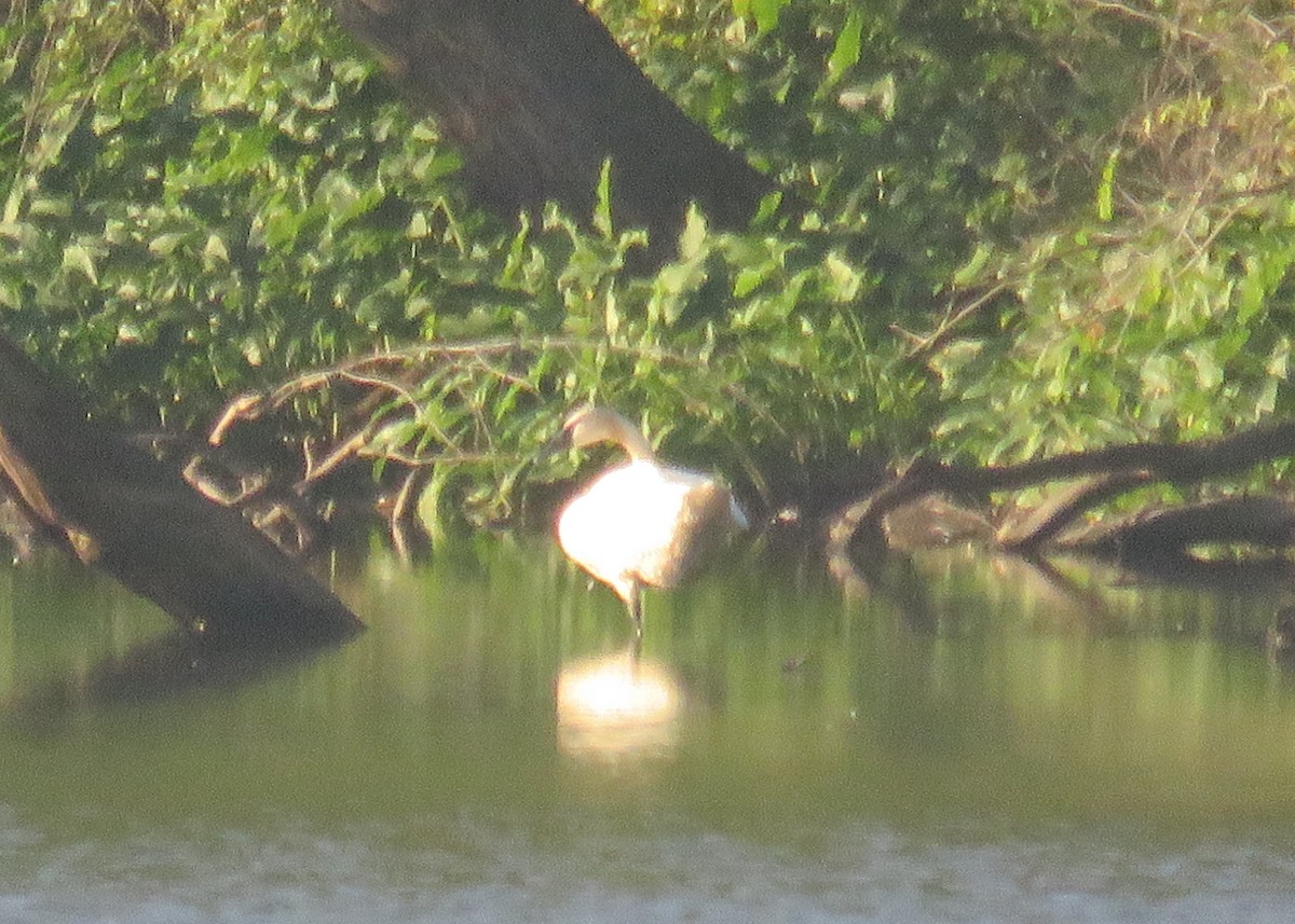 Trumpeter Swan - ML639405804