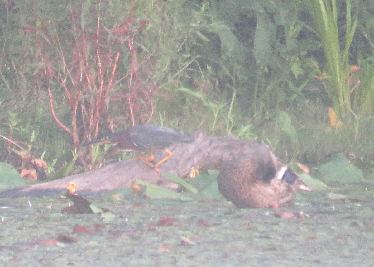 Green Heron - ML639405809