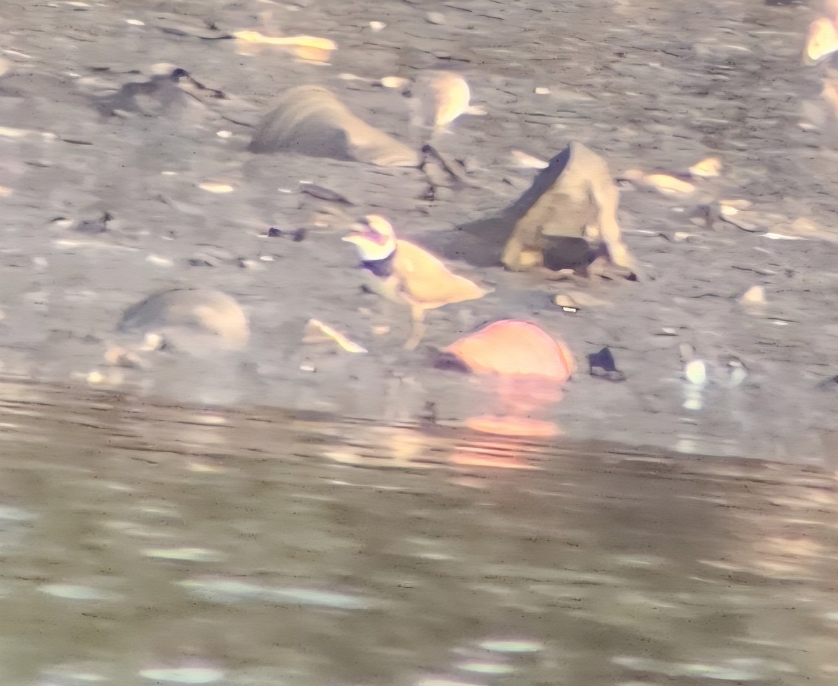 Semipalmated Plover - ML639405838