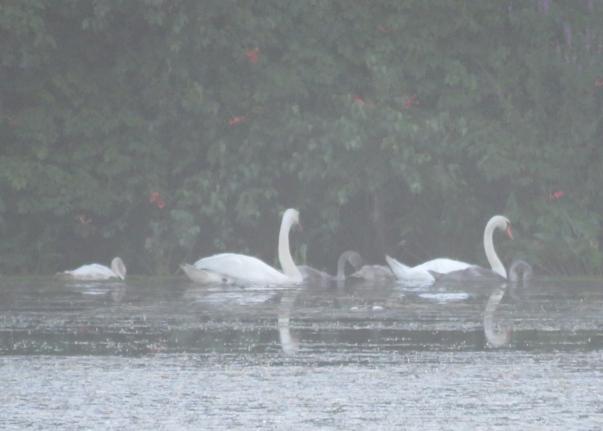 Mute Swan - ML639405839