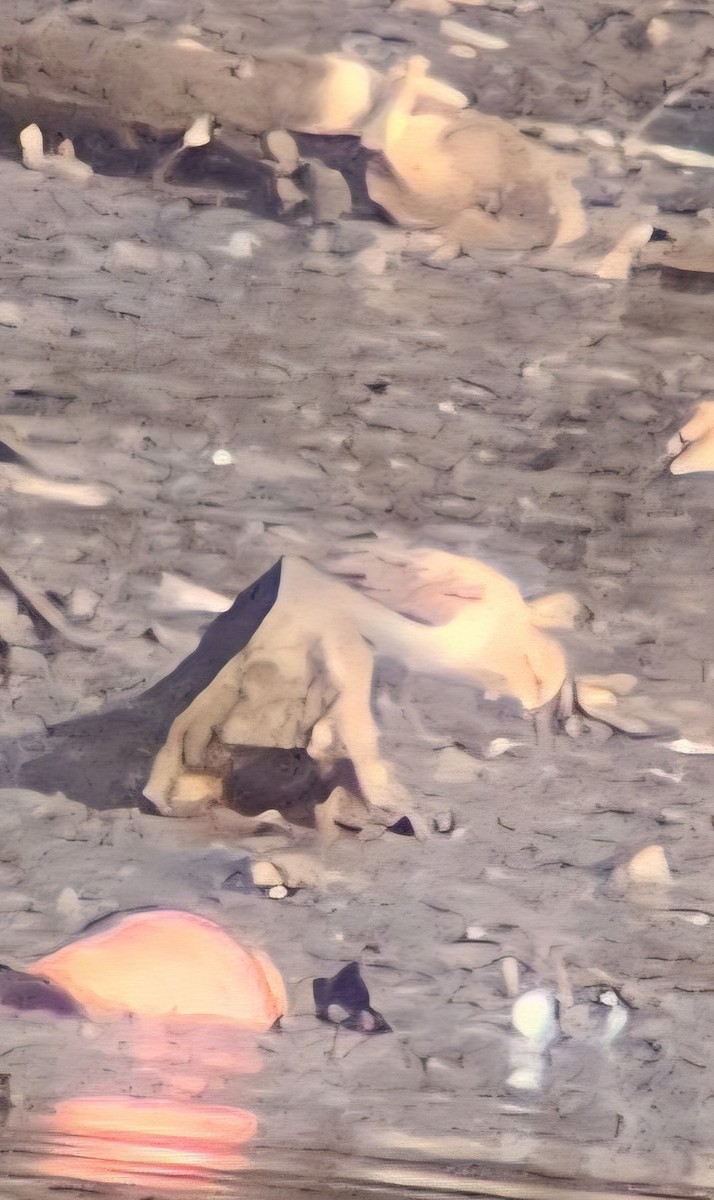 Semipalmated Sandpiper - ML639405840