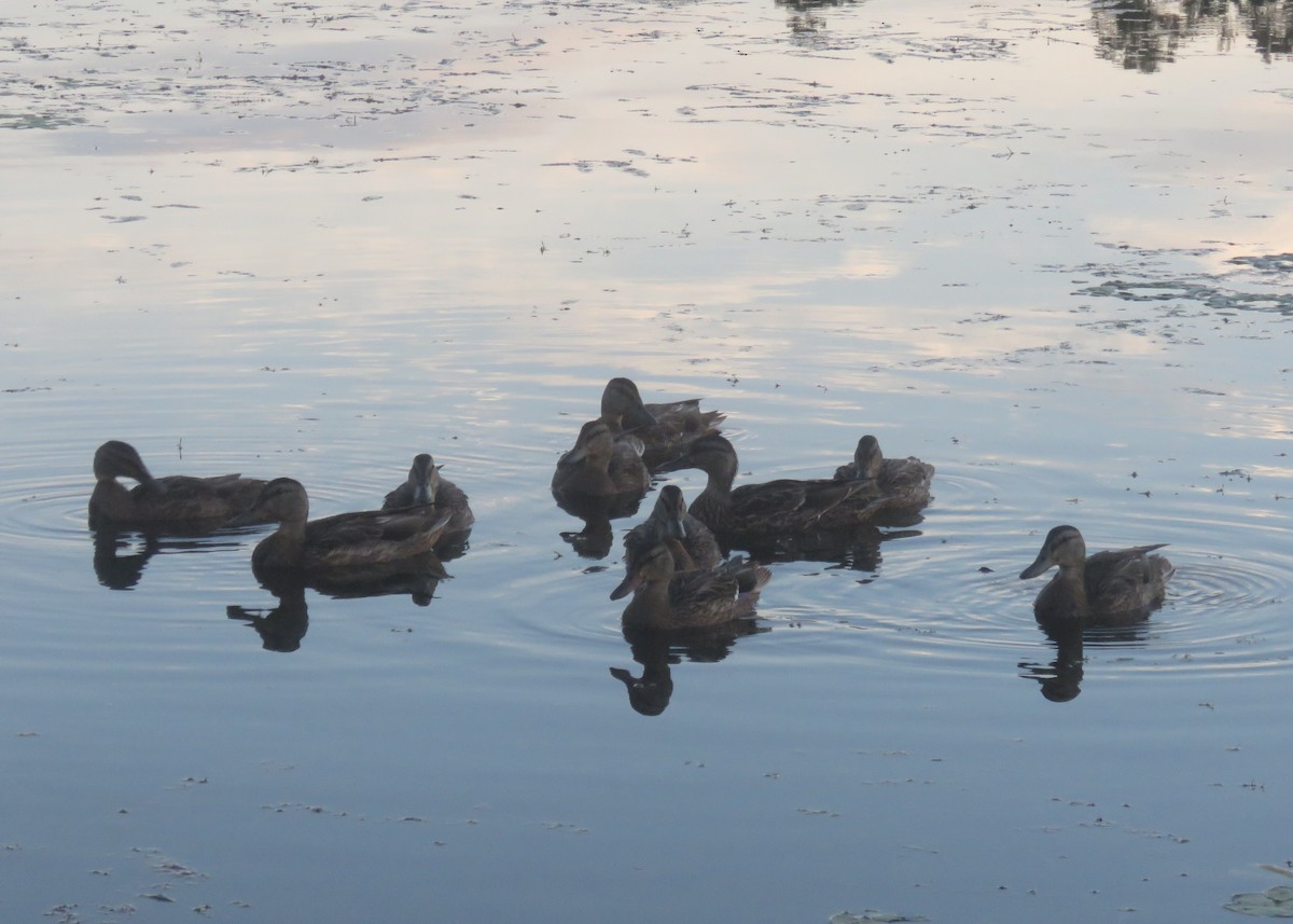 Mallard - ML639405853