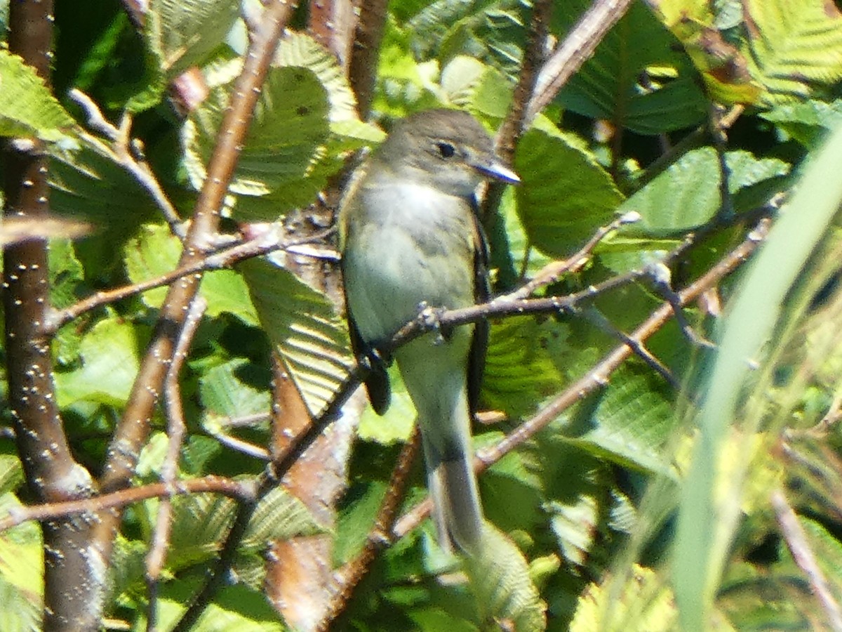 Willow Flycatcher - ML639405862
