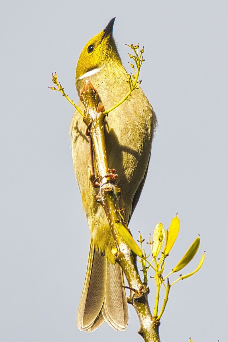White-plumed Honeyeater - ML639405903