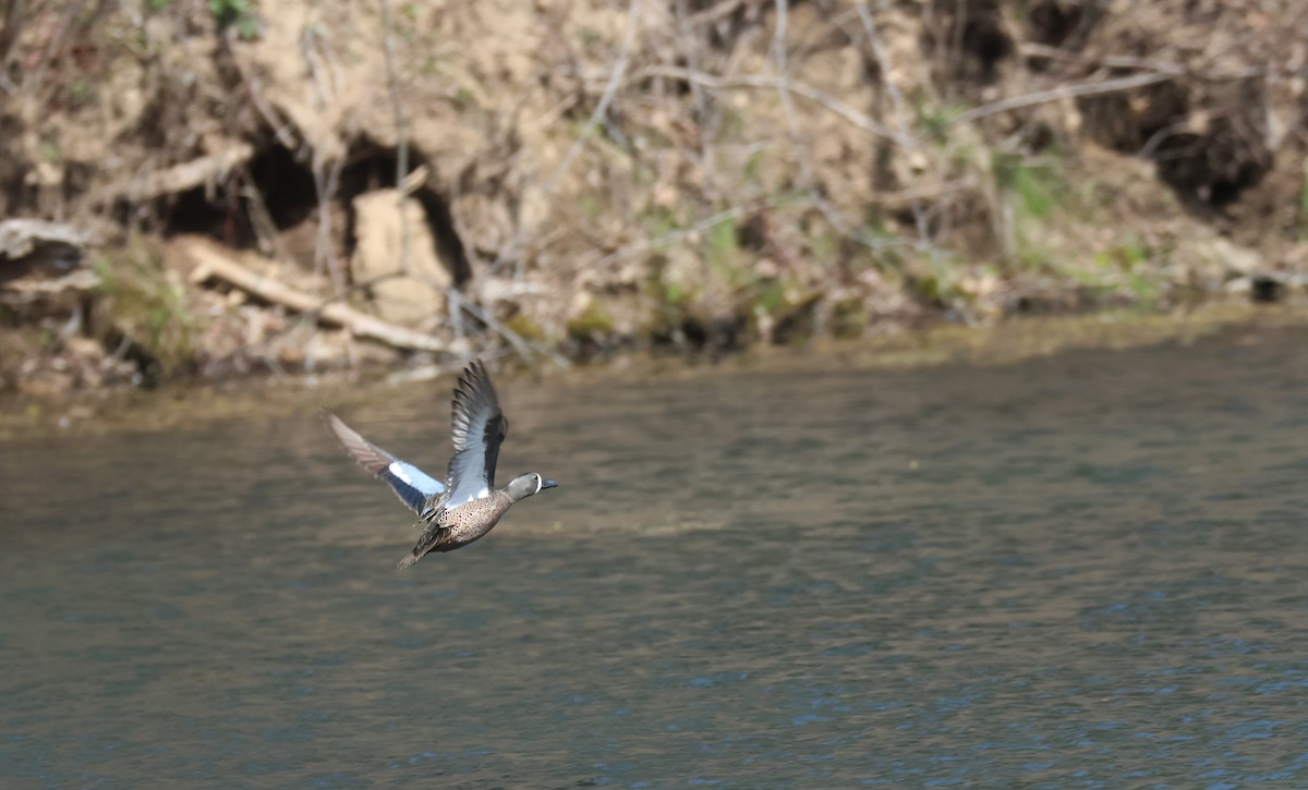 Blue-winged Teal - ML639406004