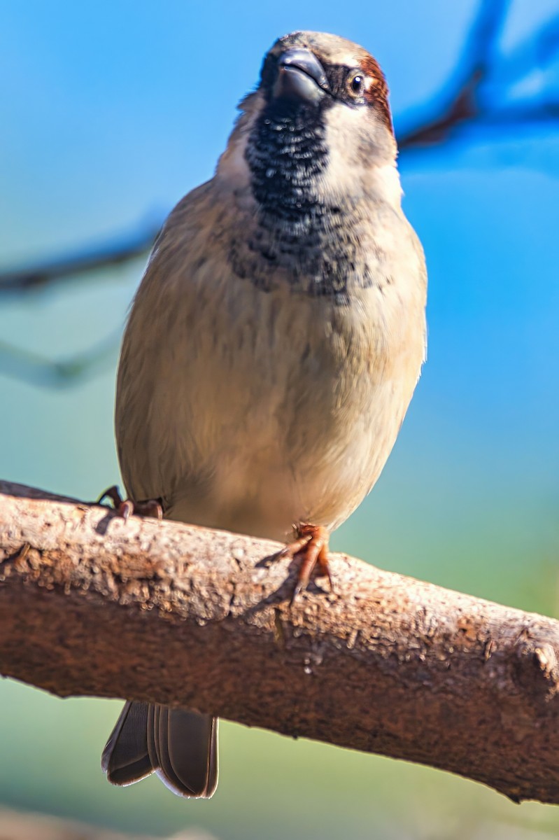 House Sparrow - ML639406024