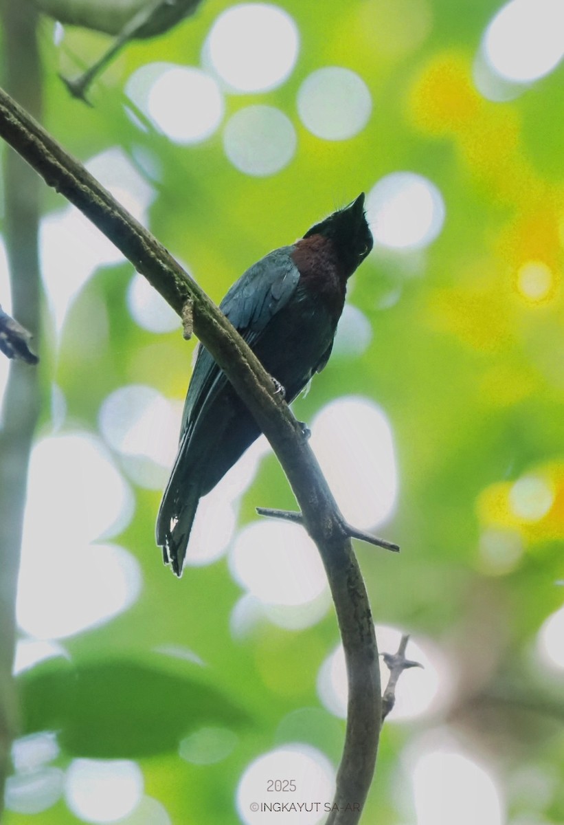Maroon-breasted Philentoma - ML639406064