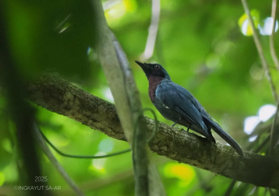 Maroon-breasted Philentoma - ML639406065