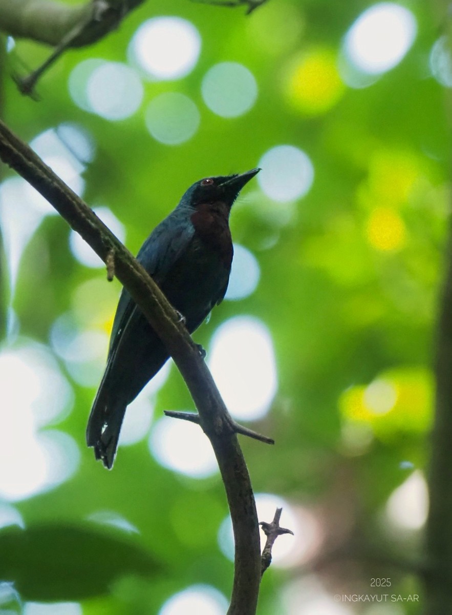 Maroon-breasted Philentoma - ML639406066