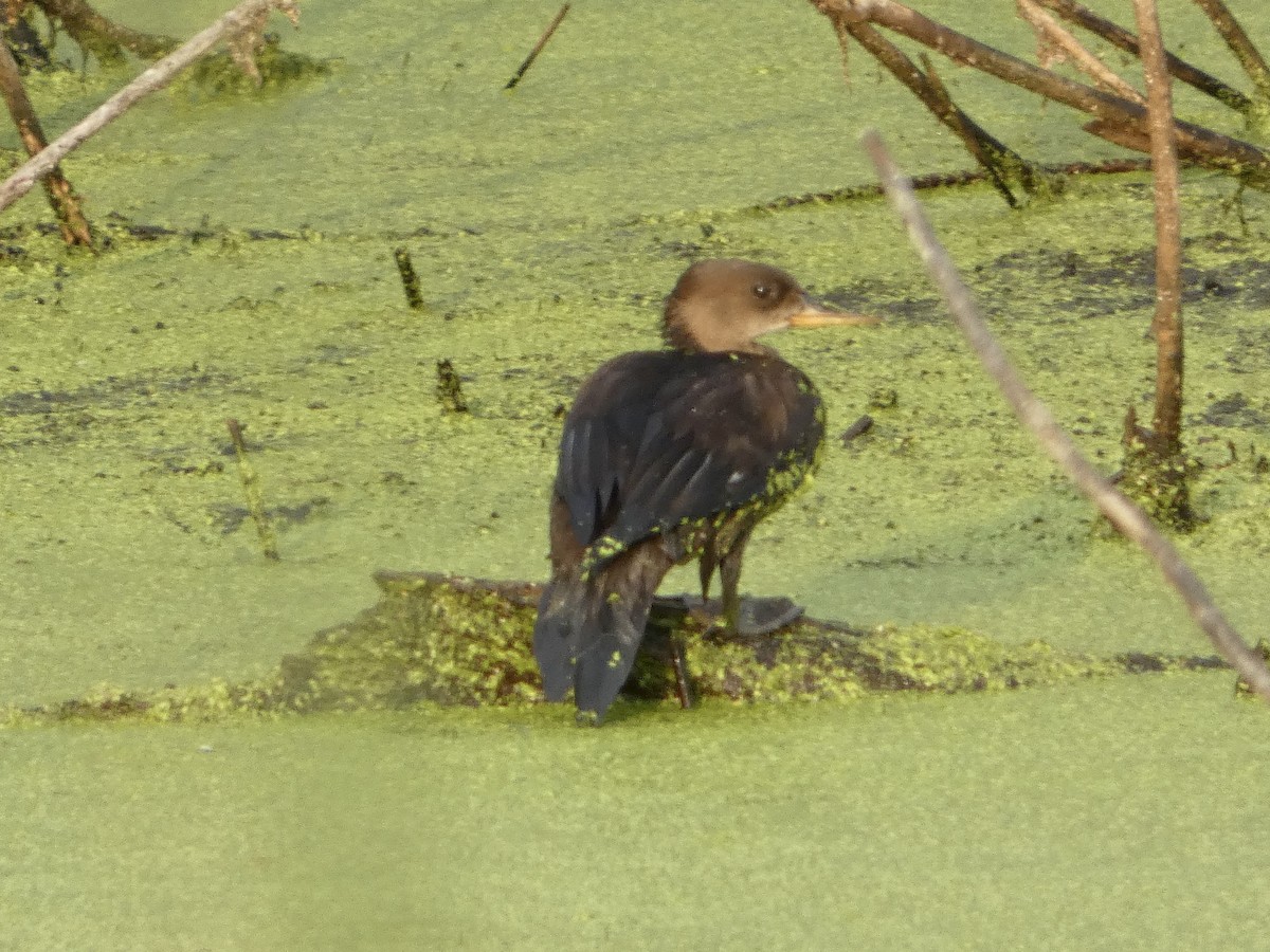 Hooded Merganser - ML639406095