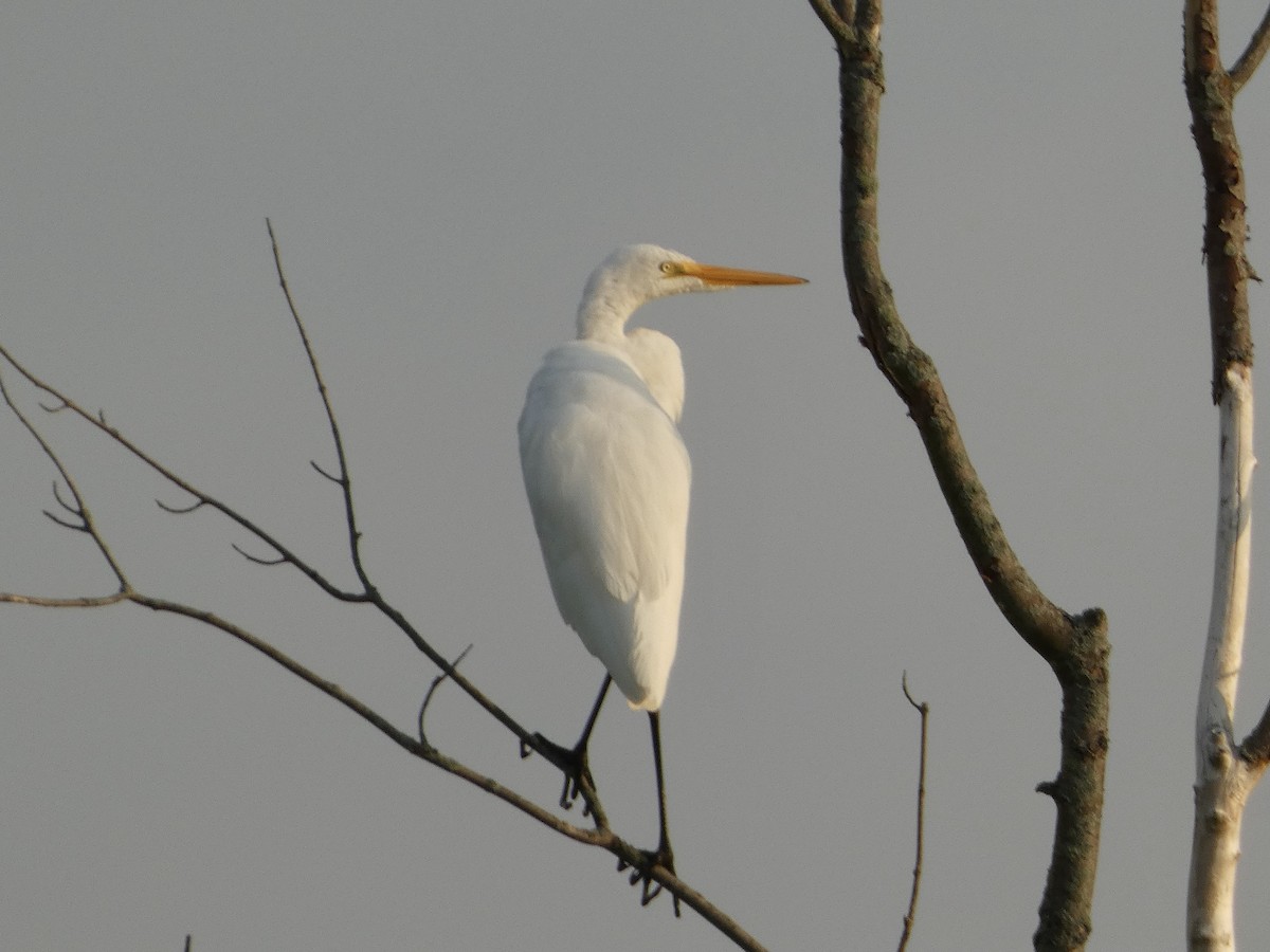 Great Egret - ML639406103