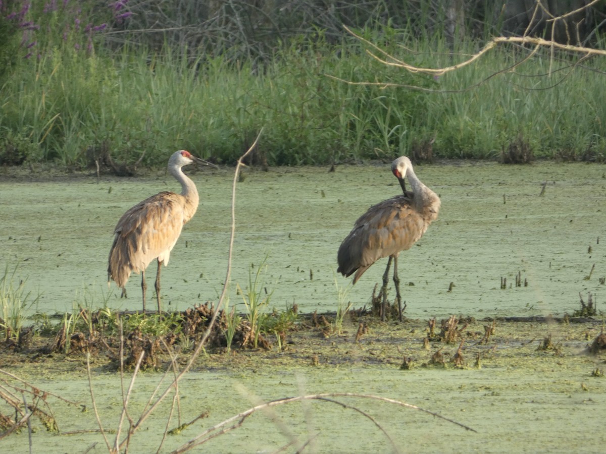 Sandhill Crane - ML639406116