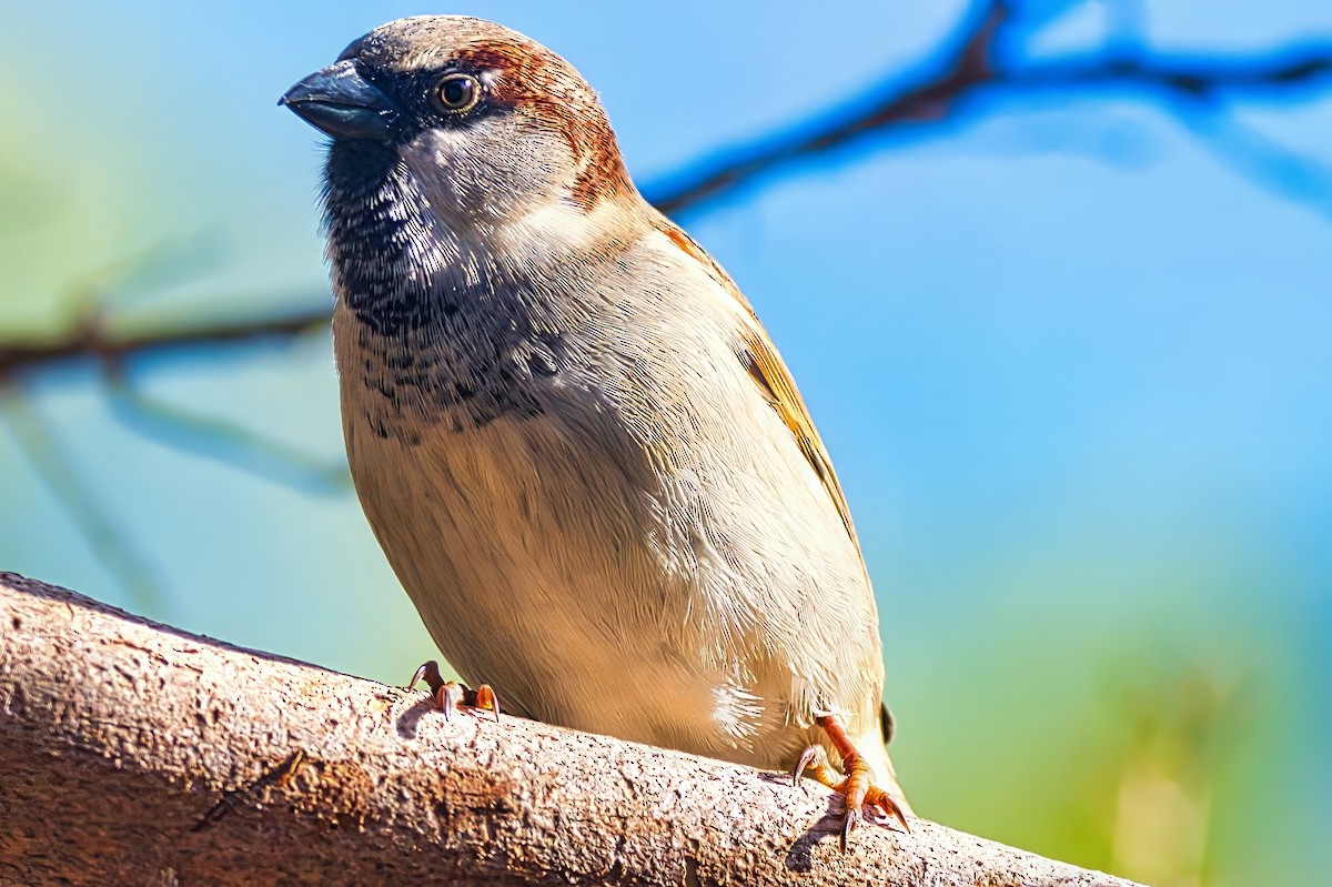 House Sparrow - ML639406162