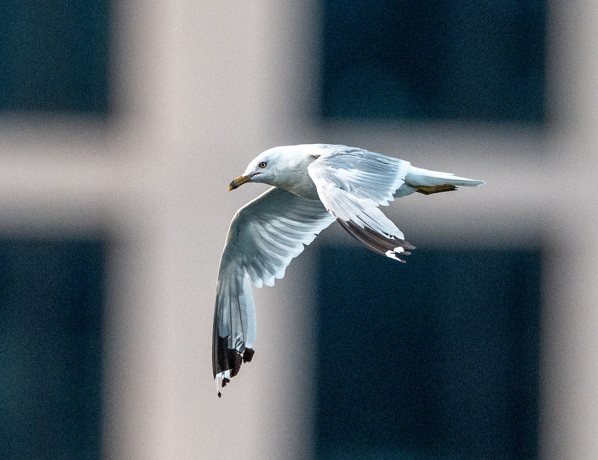 Ring-billed Gull - ML639406200