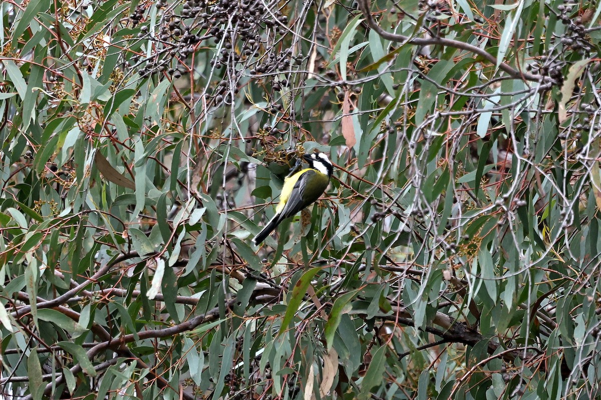 Eastern Shrike-tit - ML639406262