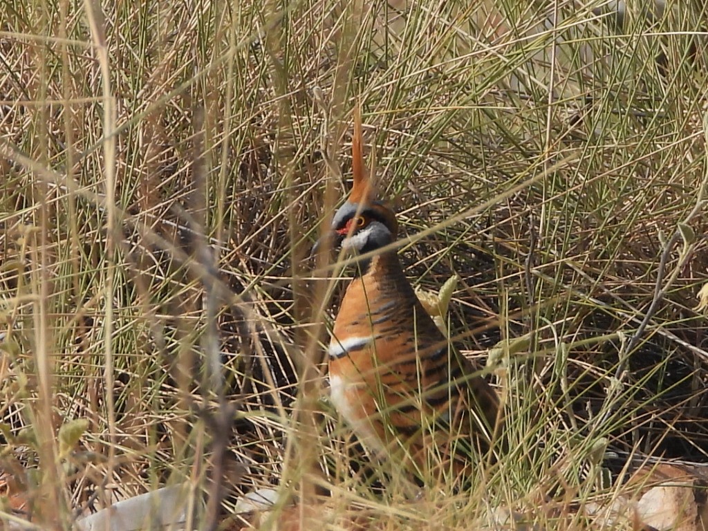 Colombine plumifère - ML639406374