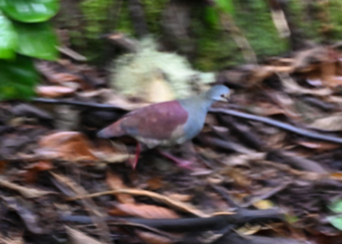Buff-fronted Quail-Dove - ML639406489