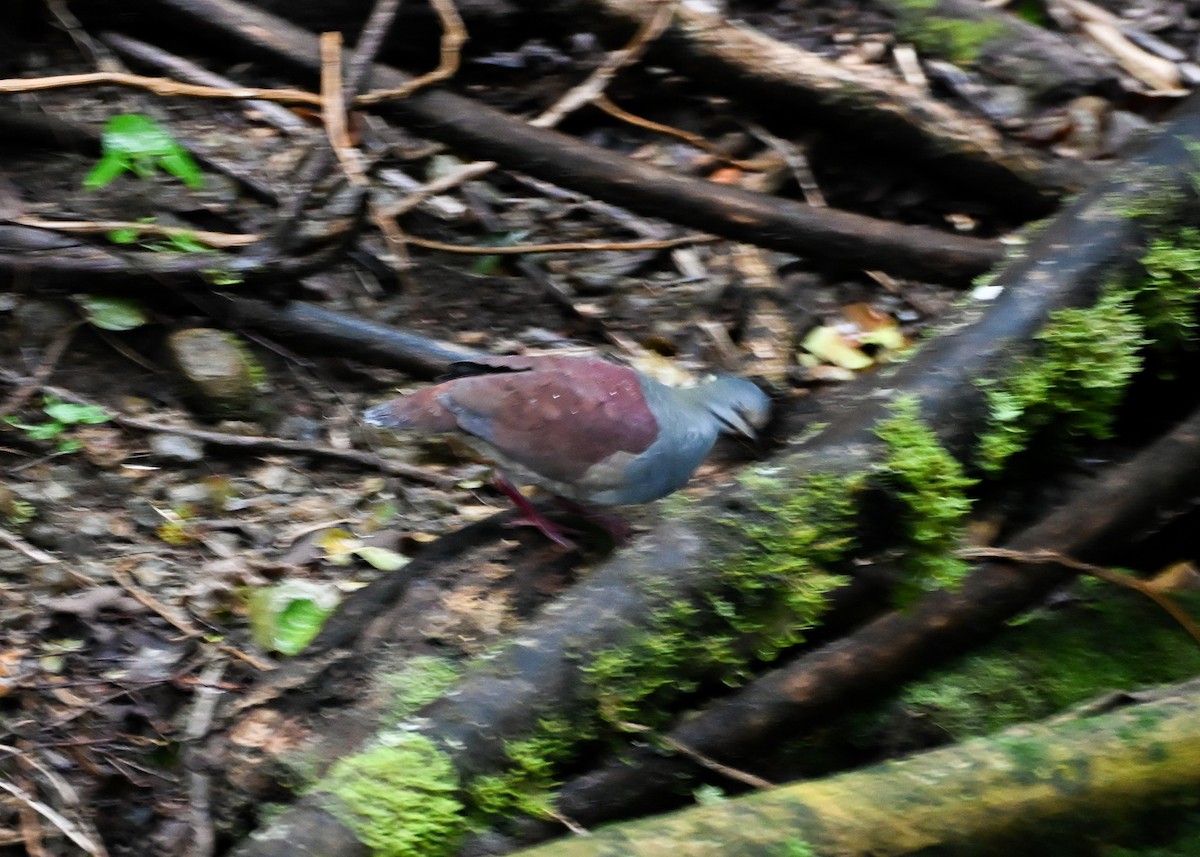 Buff-fronted Quail-Dove - ML639406491