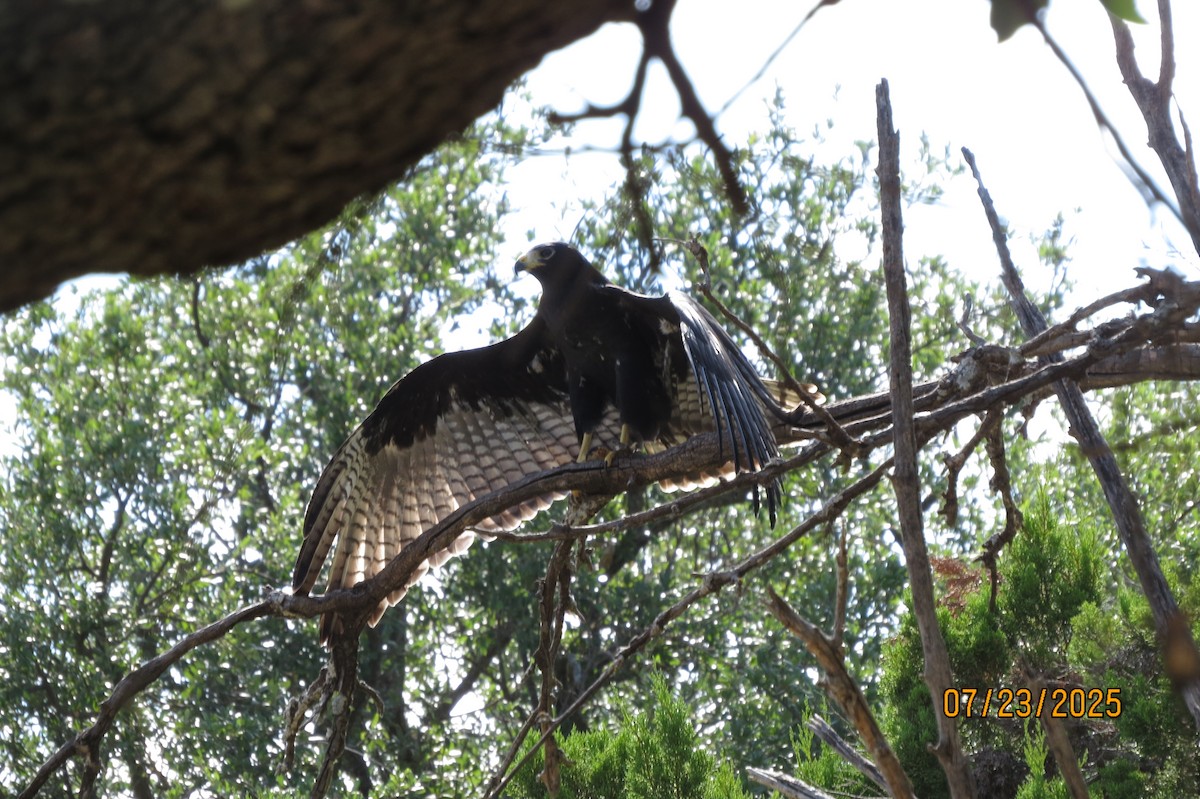 Zone-tailed Hawk - Cinda Crosley