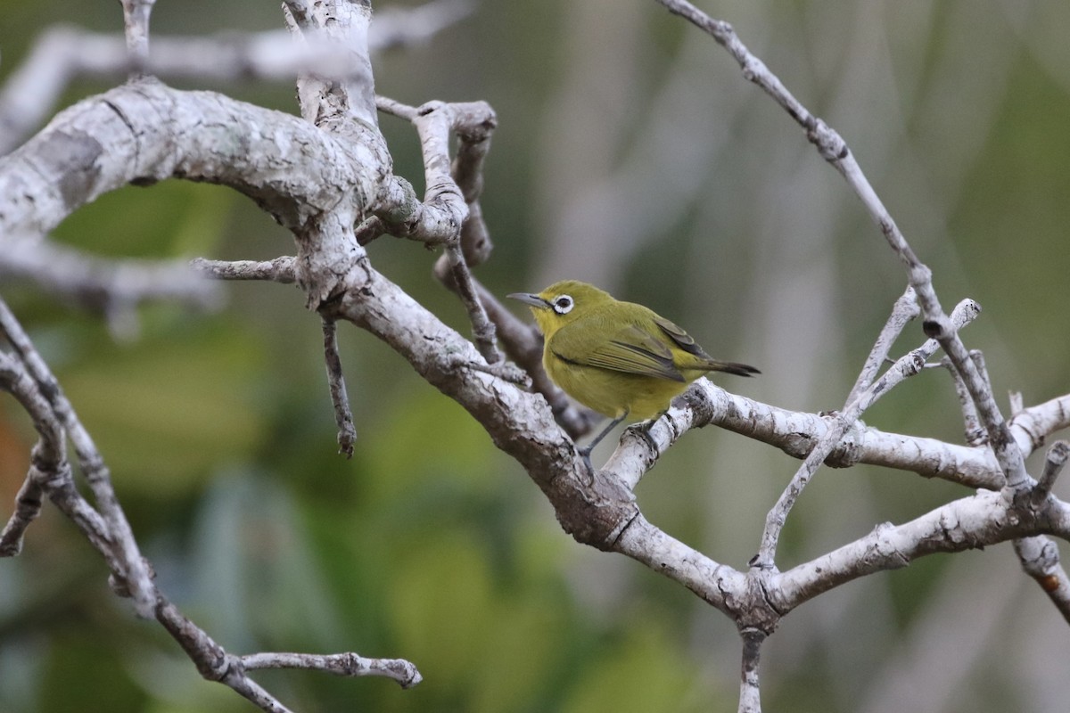Lemon-bellied White-eye - ML639406620