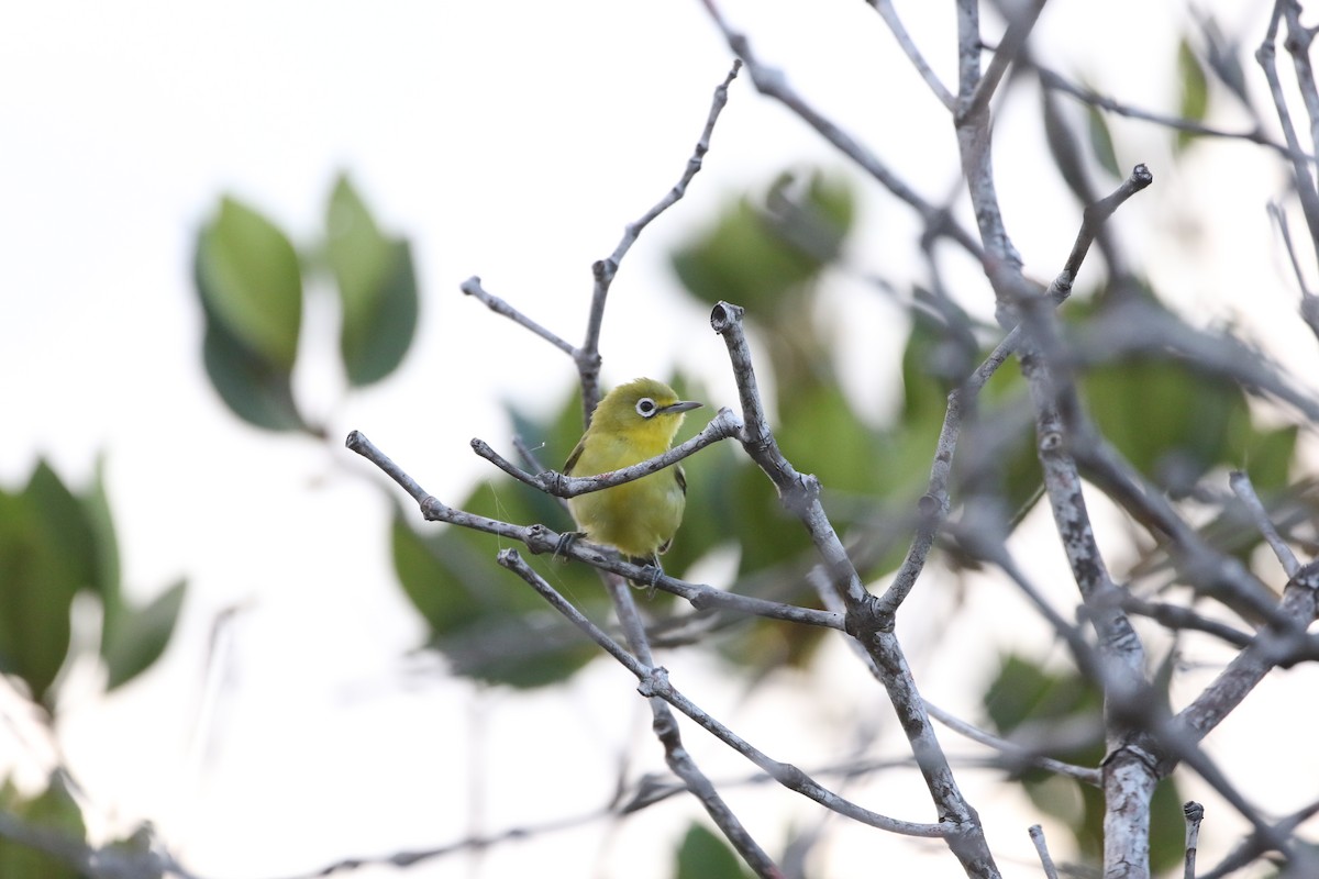Lemon-bellied White-eye - ML639406621