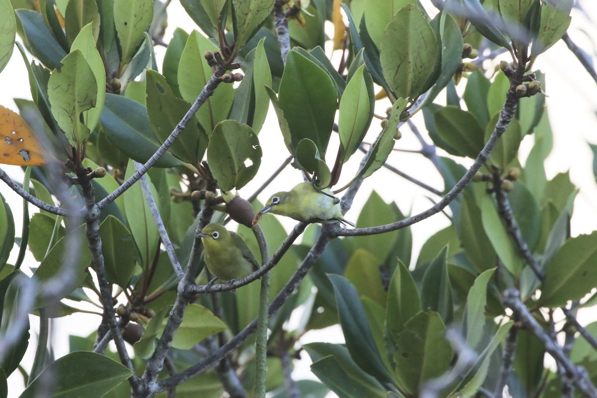 Lemon-bellied White-eye - ML639406622