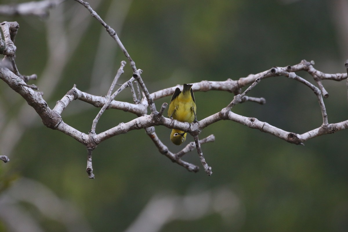 Lemon-bellied White-eye - ML639406623
