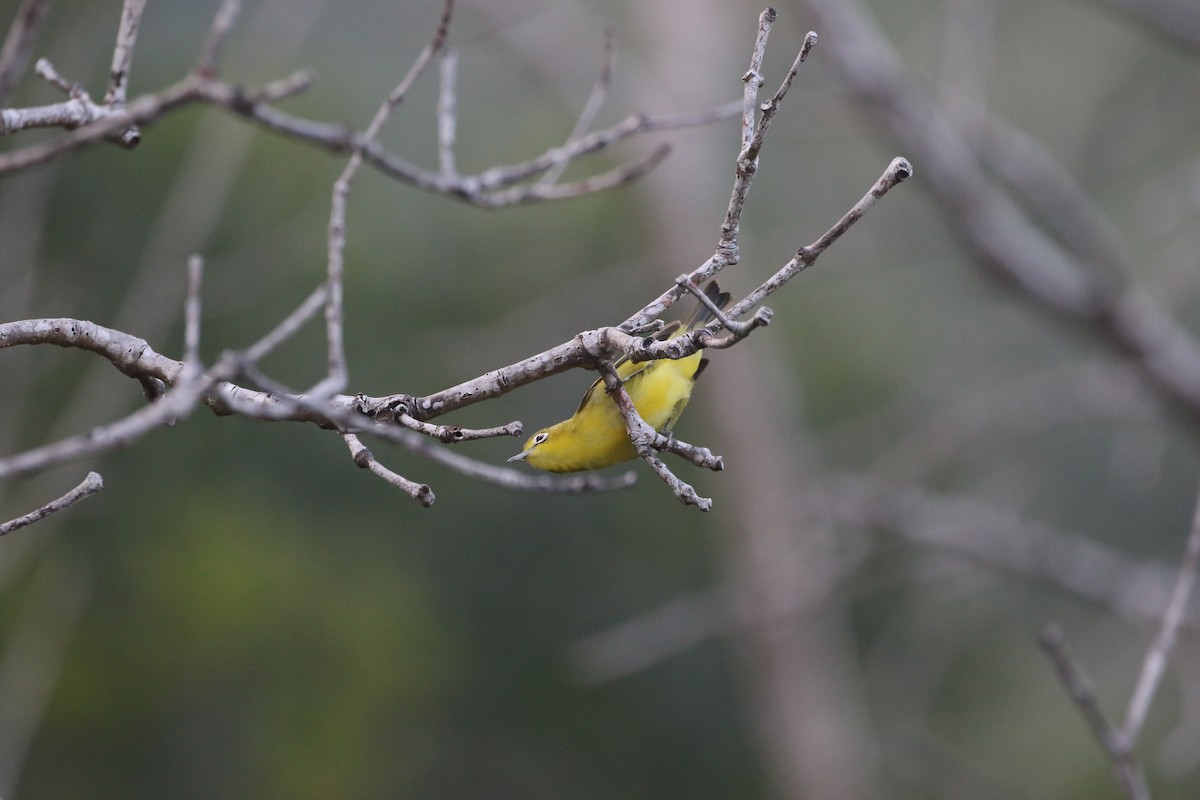 Lemon-bellied White-eye - ML639406625