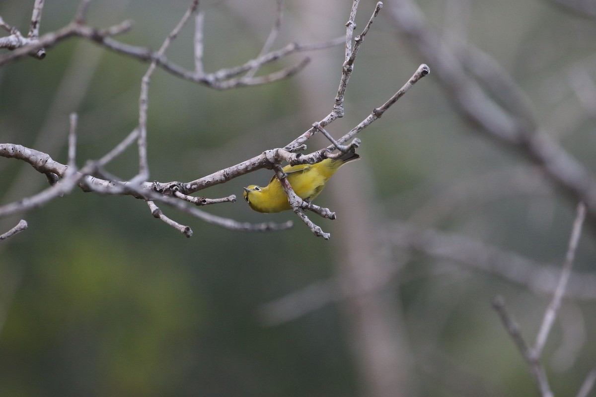 Lemon-bellied White-eye - ML639406626