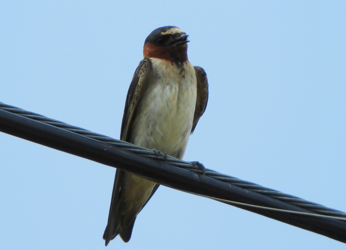 סנונית אמריקנית - ML639406635