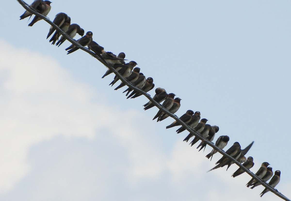 סנונית אמריקנית - ML639406636