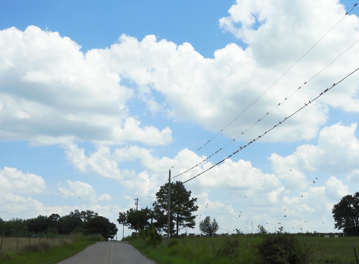 סנונית אמריקנית - ML639406637