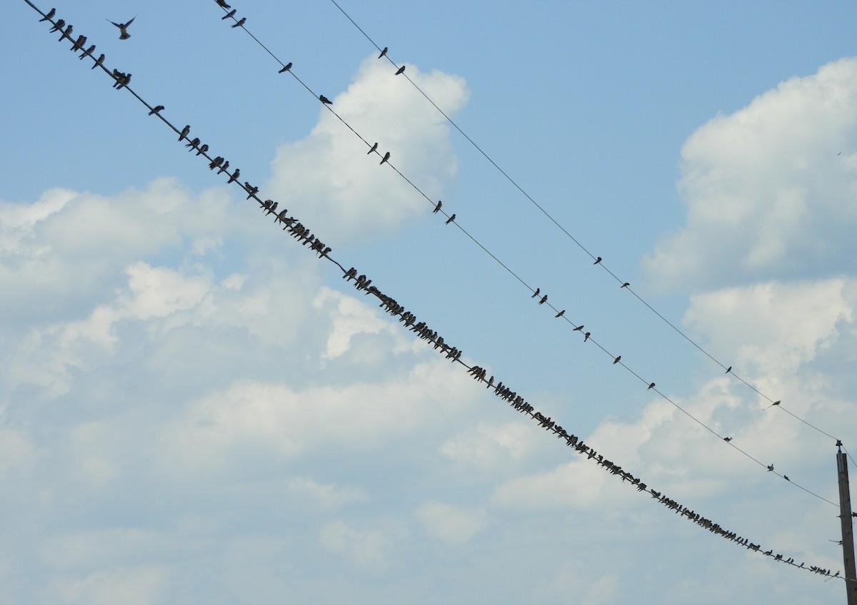 סנונית אמריקנית - ML639406638