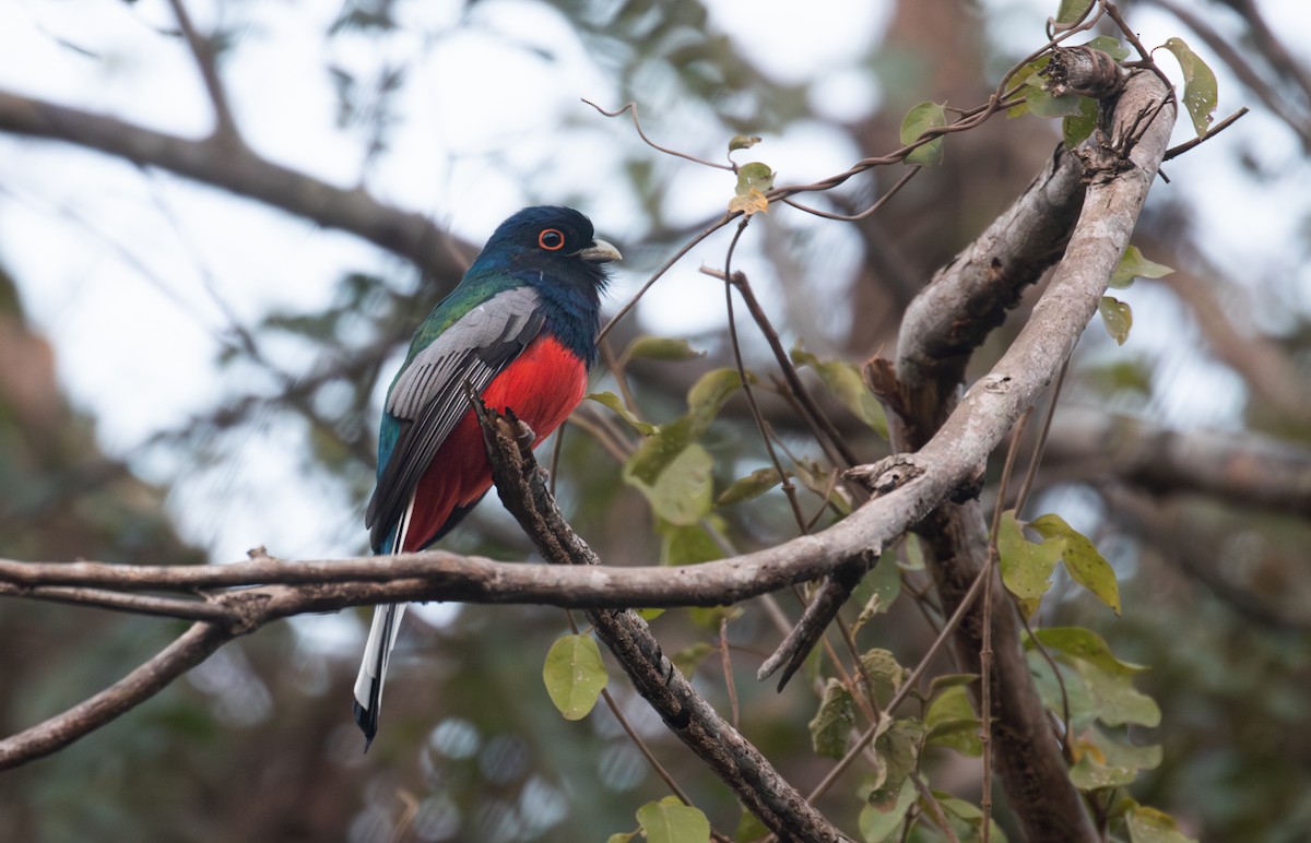 Surucua Trogon - ML639406640