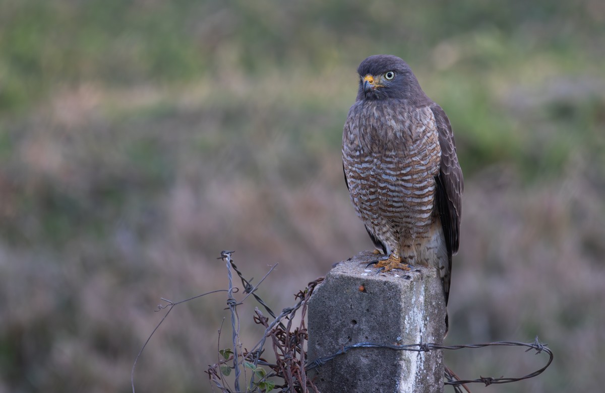 Roadside Hawk - ML639406642