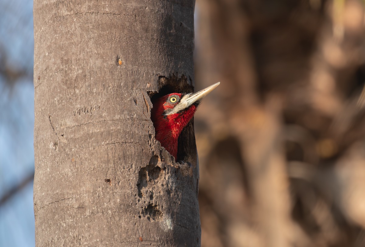 Robust Woodpecker - ML639406652