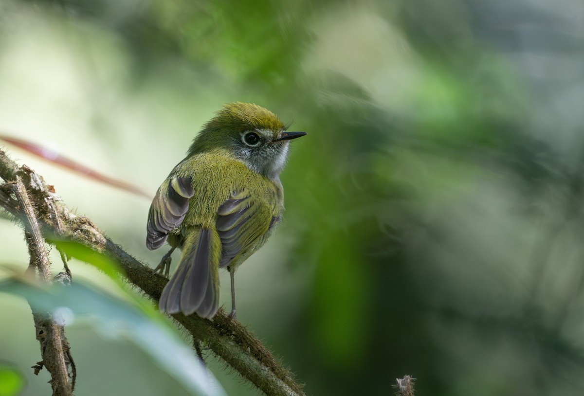 Serra do Mar Bristle-Tyrant - ML639406670