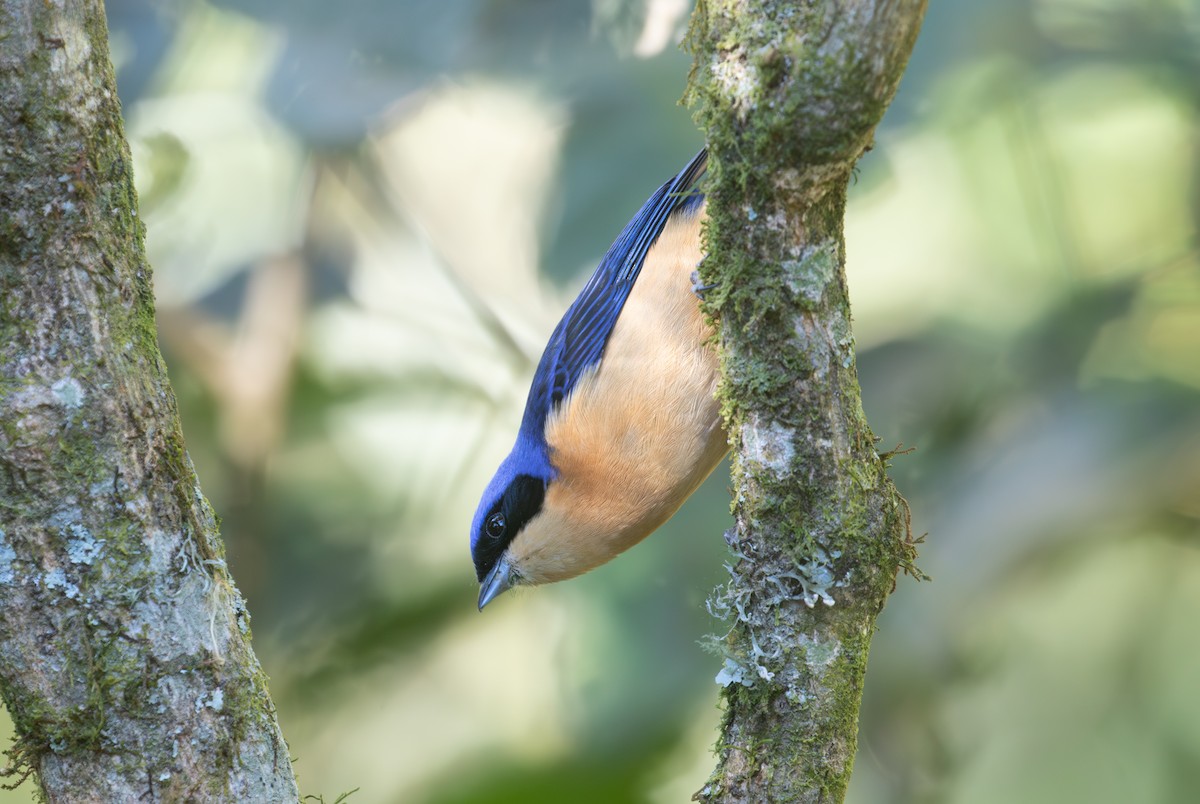 Fawn-breasted Tanager - ML639406671