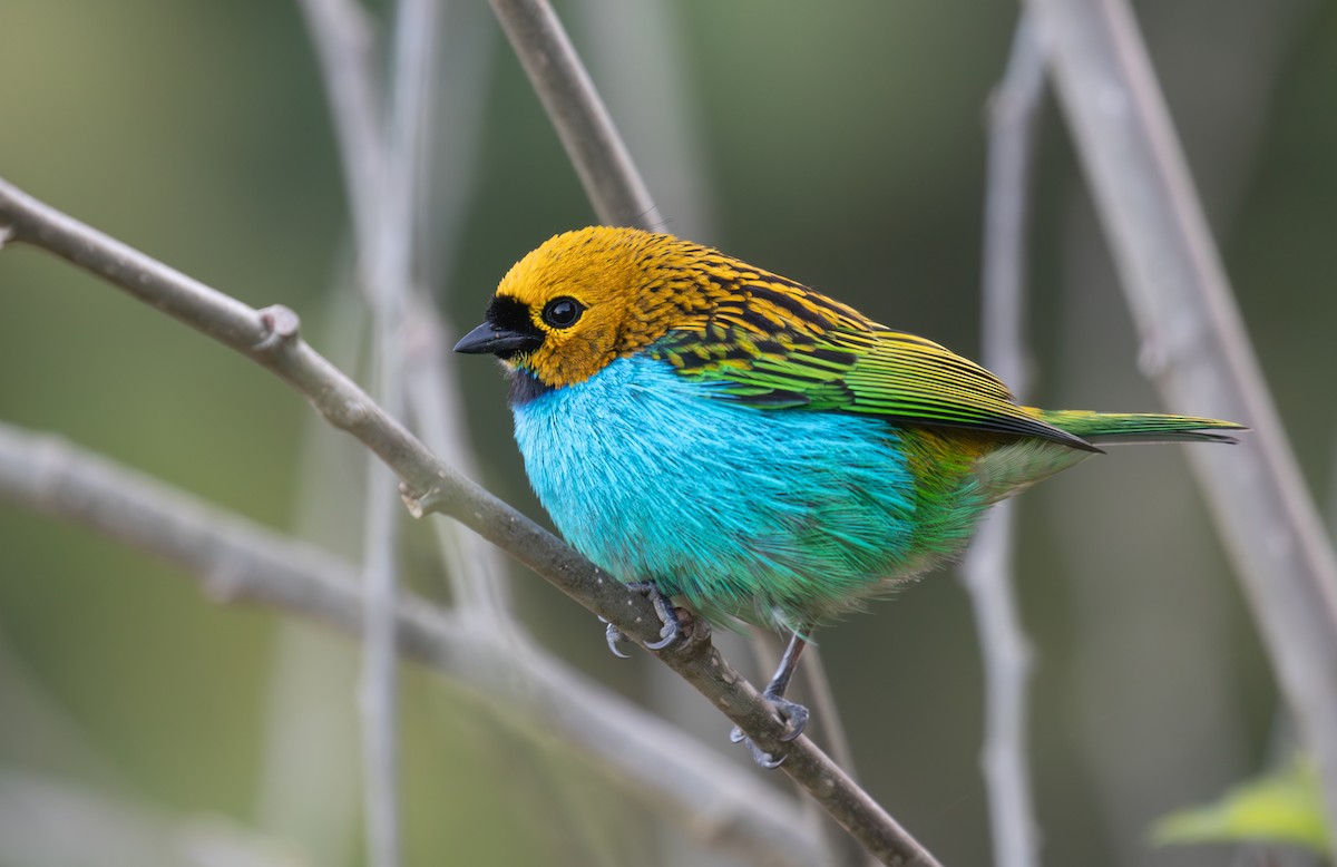 Gilt-edged Tanager - ML639406685