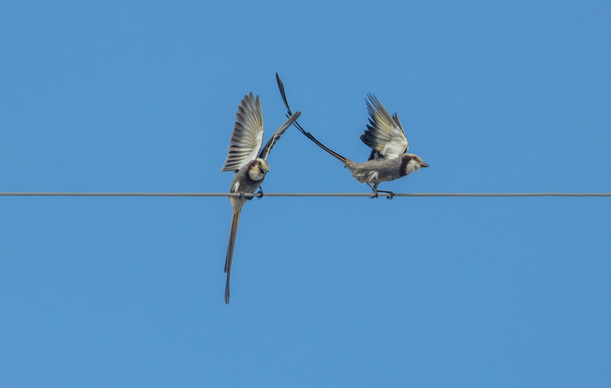 Streamer-tailed Tyrant - ML639406714