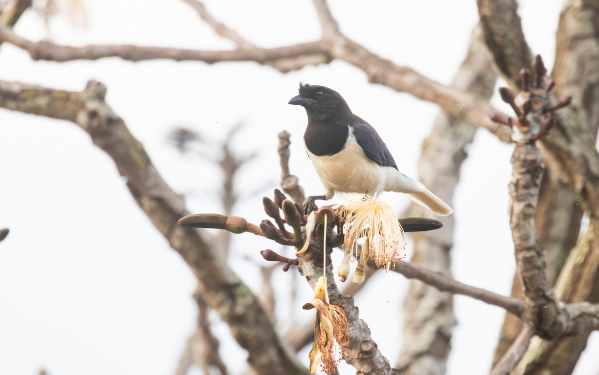 Curl-crested Jay - ML639406728