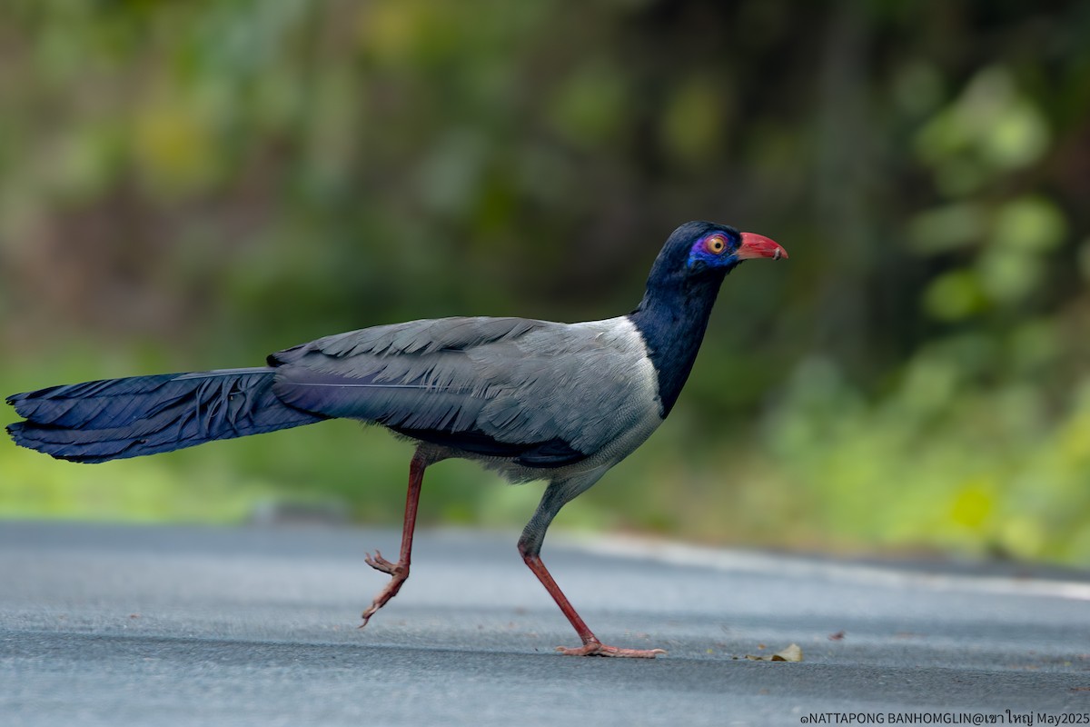 Coral-billed Ground-Cuckoo - ML639406778