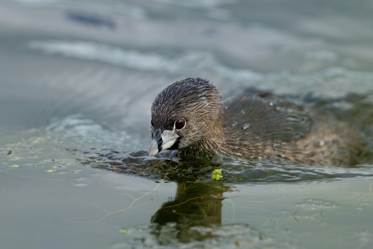 Pied-billed Grebe - ML639406875