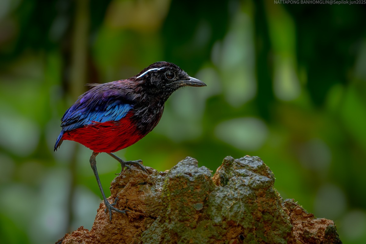 Black-crowned Pitta - ML639406922