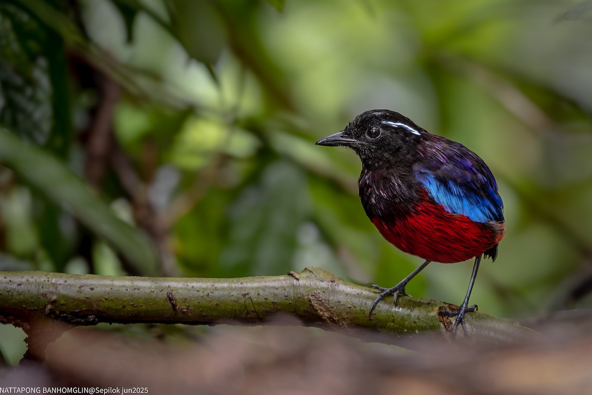 Black-crowned Pitta - ML639406923