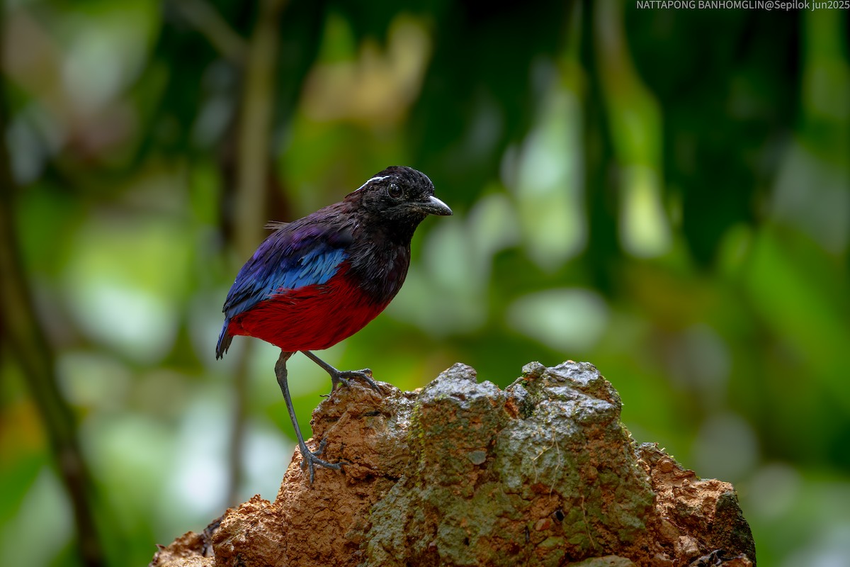 Black-crowned Pitta - ML639406924