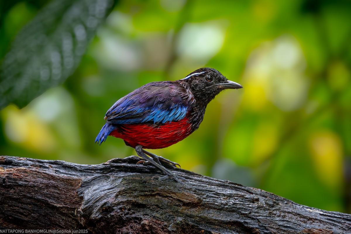 Black-crowned Pitta - ML639406925