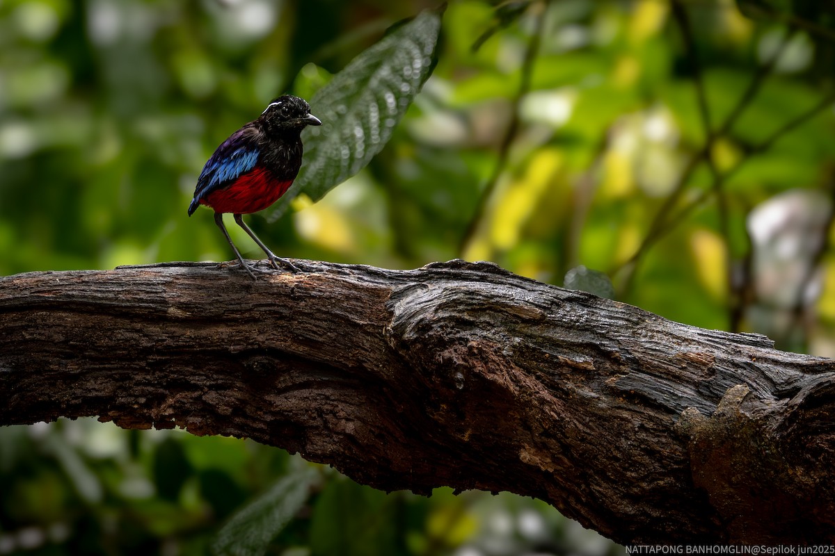 Black-crowned Pitta - ML639406930