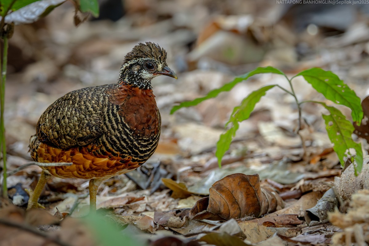 Sabah Partridge - ML639406952