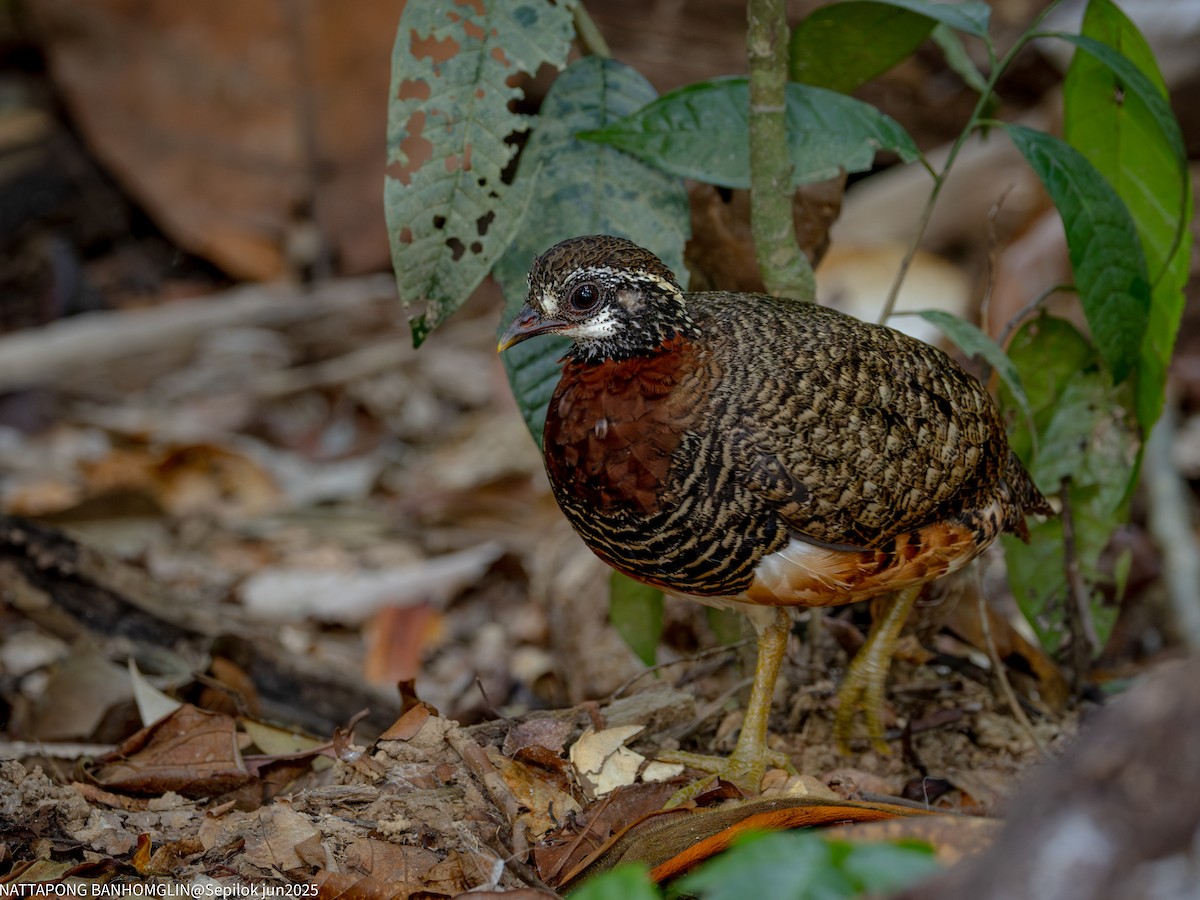 Sabah Partridge - ML639406953